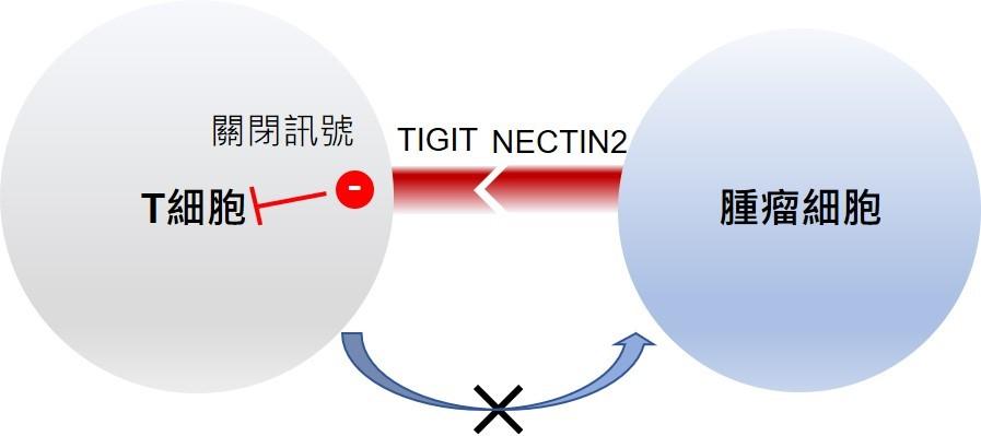 研究小组确定了肝癌中重要的TIGIT-NECTIN2免疫检查点轴，其中肿瘤细胞表面的分子配体-NECTIN2与T细胞受体之一-TIGIT结合，可诱导“关闭”信号抑制T细胞活性。这表明通过创建可以靶向TIGIT-NECTIN2免疫检查点轴的抑制剂来恢复对肿瘤细胞的免疫攻击的可能性，以及开发一种更有效的肝癌精准治疗方法。