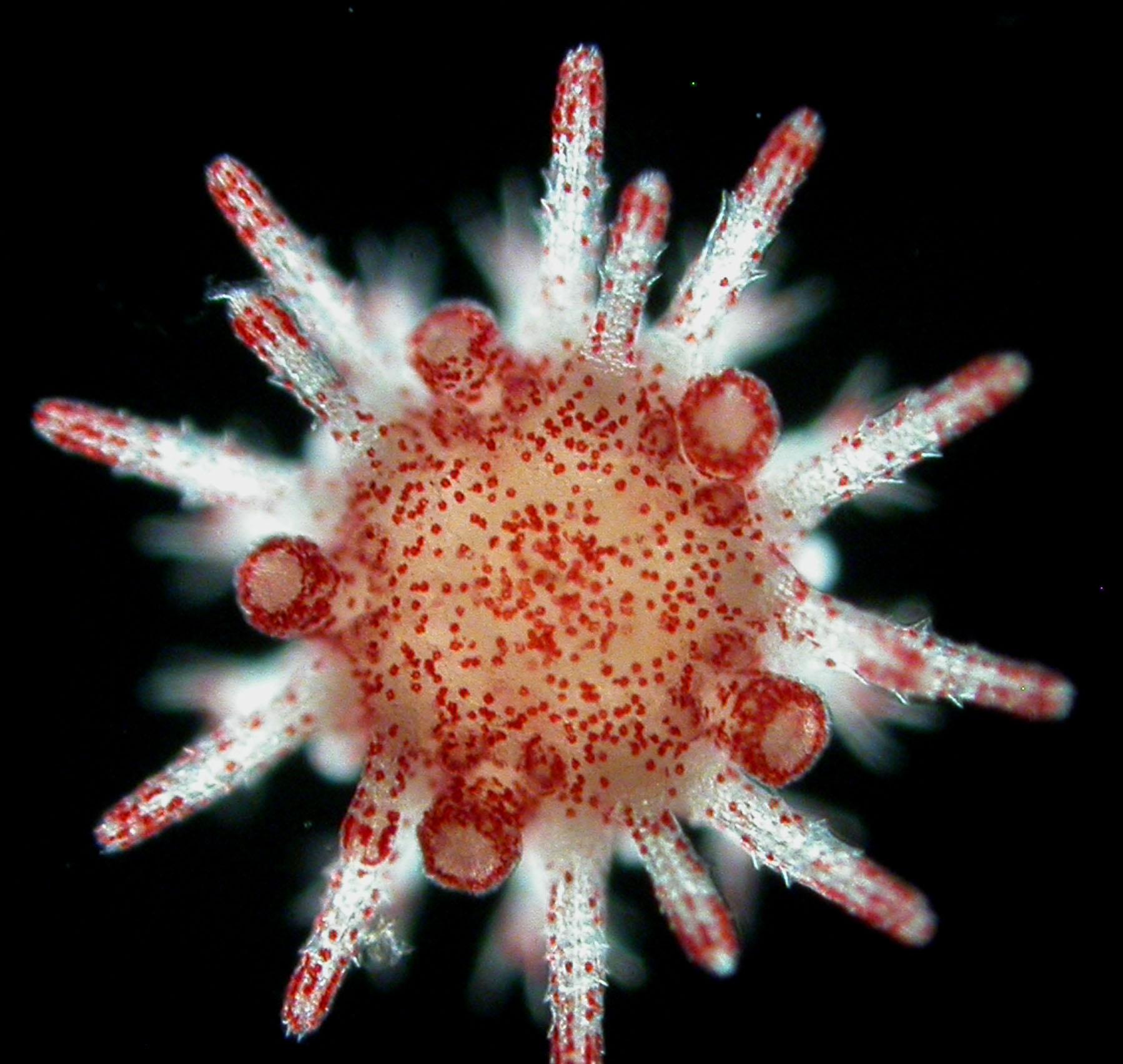 Heliocidaris juvenile under microscope. The ability of urchin parents to pass on benefits to their offspring after exposure to heatwaves is key to helping prepare and protect the next generation.
