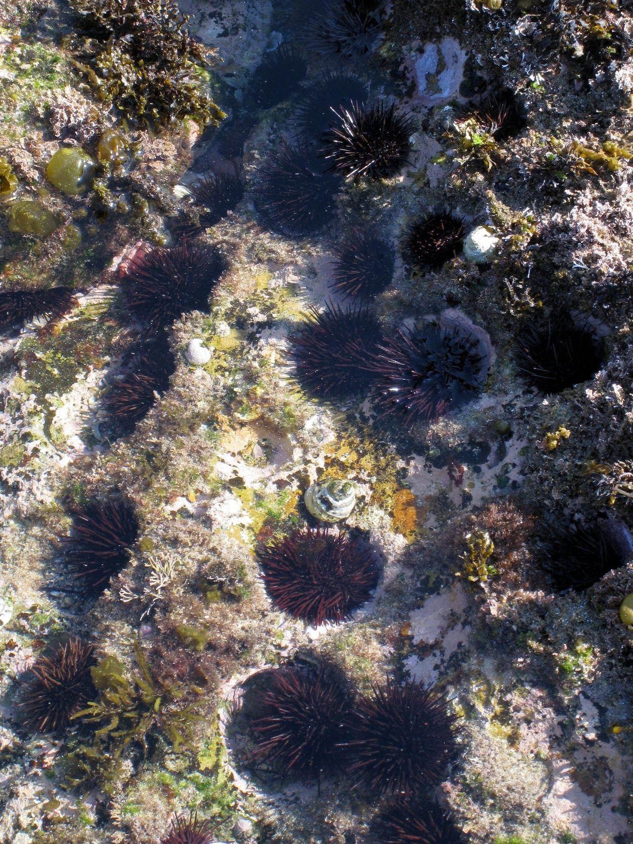 海胆对维持海洋生态系统的功能担当着重要角色，然而气候变化令海洋热浪的出现更为频繁，威胁海胆族群的生存。图中为澳洲悉尼的海胆族群。