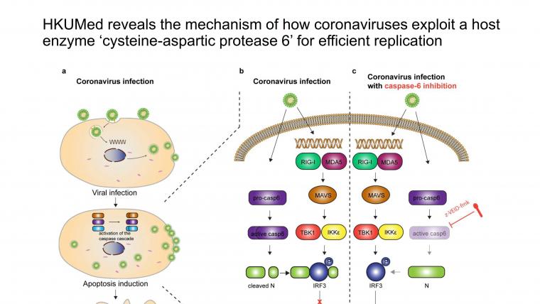 A graphic shows how coronaviruses have evolved to become very successful pathogens. 