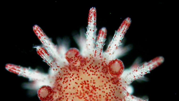 Heliocidaris juvenile under microscope. The ability of urchin parents to pass on benefits to their offspring after exposure to heatwaves is key to helping prepare and protect the next generation.