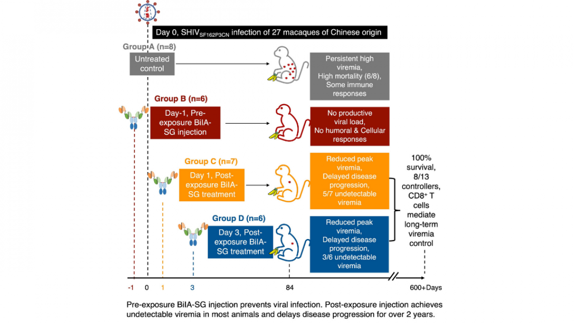 HKUMed identifies BiIA-SG as a promising universal drug for HIV-1 prevention and functional cure